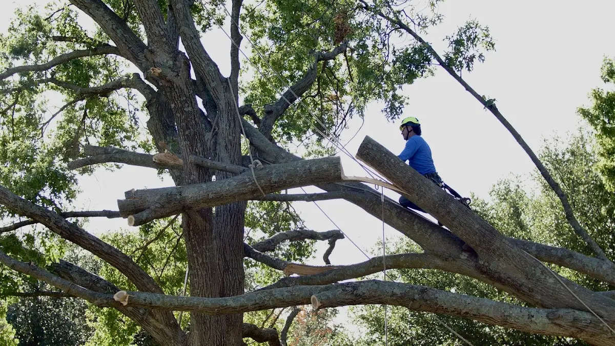 Professional Crown Thinning performed by certified arborists in Berlin Center