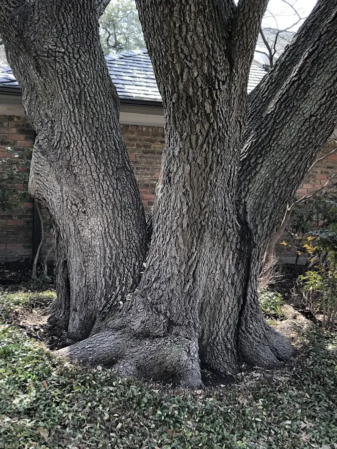 Mature heritage tree close to a Berlin Center property cared for by certified arborists